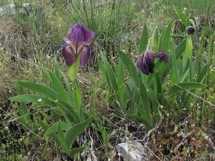 Iris reichenbachii