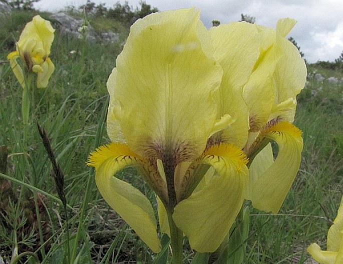 Iris reichenbachii