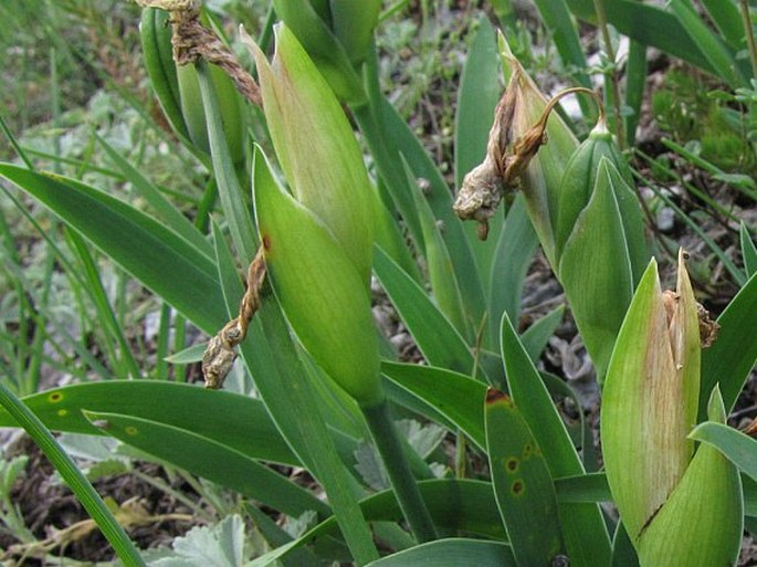 Iris reichenbachii