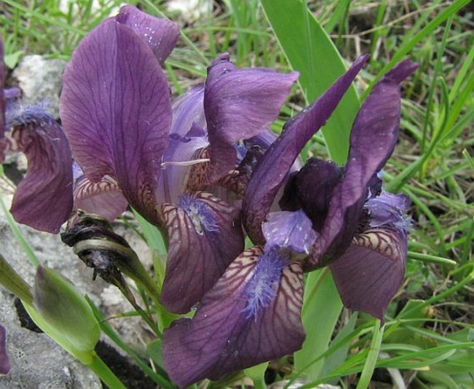 Iris reichenbachii