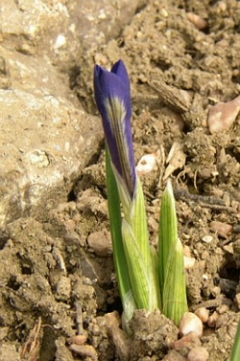 Iris reticulata