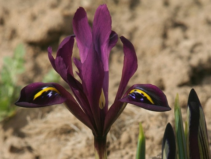 Iris reticulata