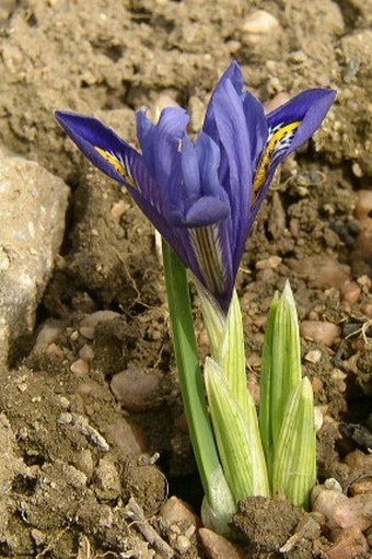 Iris reticulata