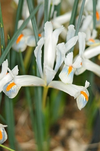 Iris reticulata