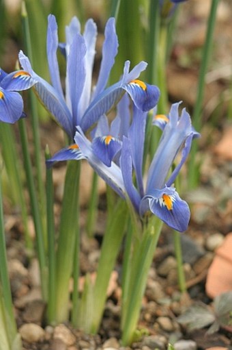 Iris reticulata