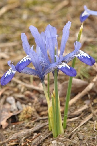 Iris reticulata