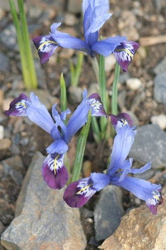 Iris reticulata