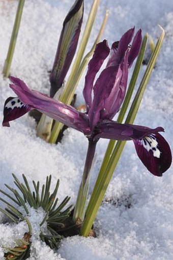 Iris reticulata