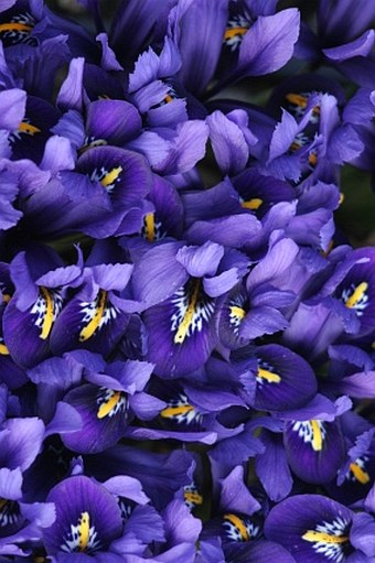 Iris reticulata