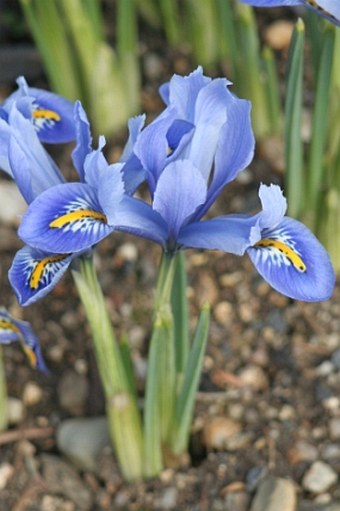 Iris reticulata