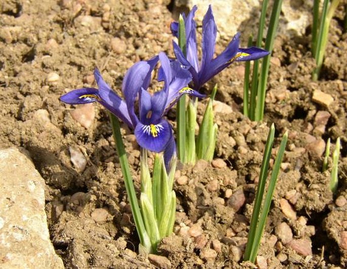 Iris reticulata