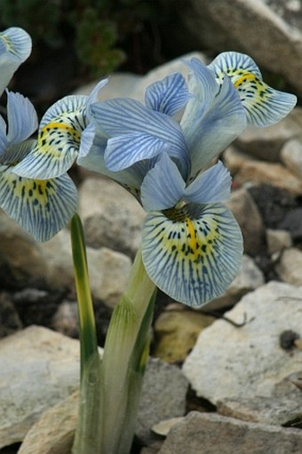 Iris reticulata