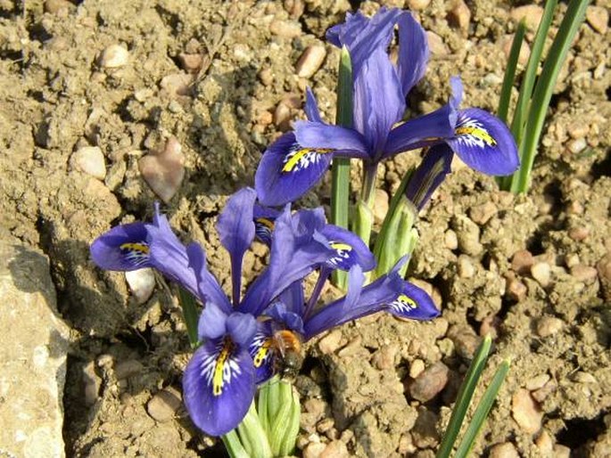 Iris reticulata