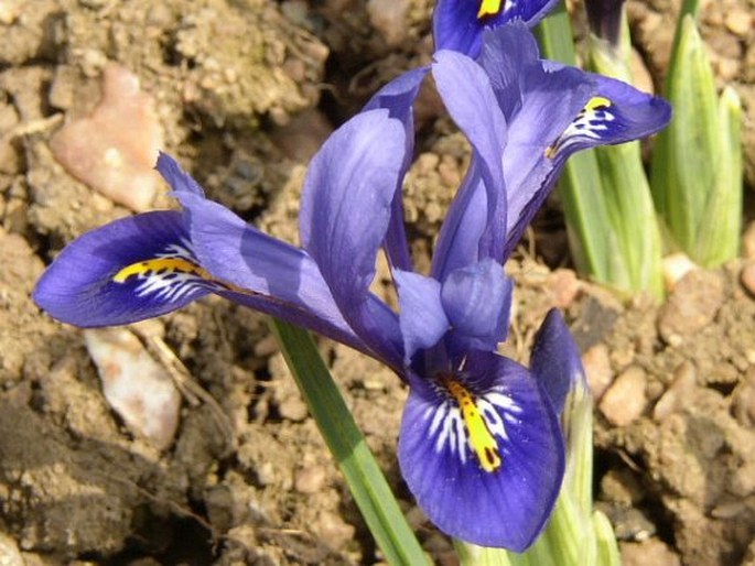 IRIS RETICULATA M. Bieb. – kosatec síťkovaný