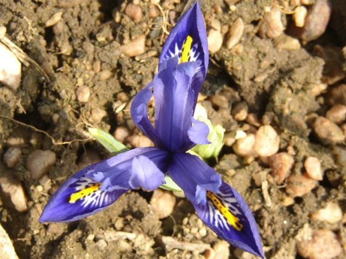 Iris reticulata