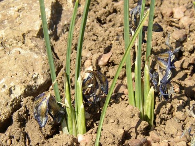 Iris reticulata