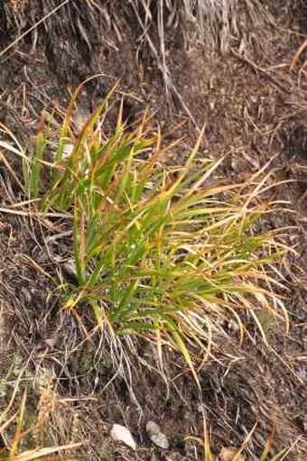 Iris ruthenica