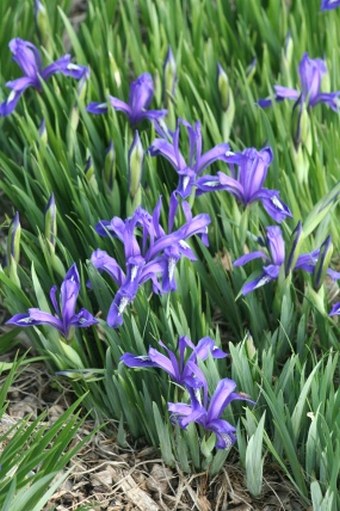 Iris ruthenica