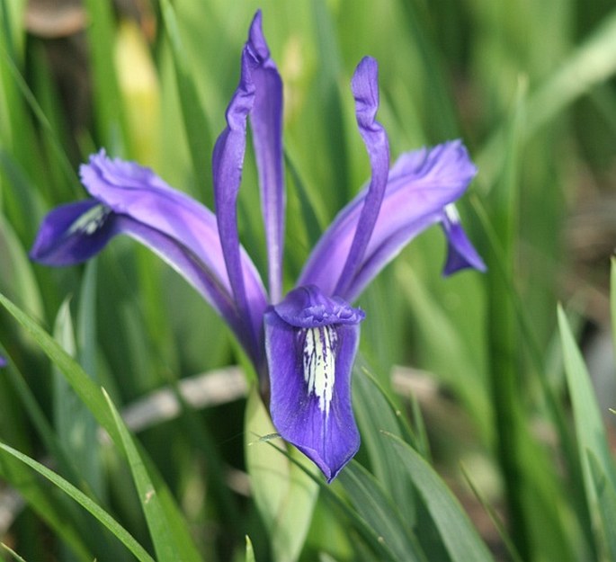 Iris ruthenica