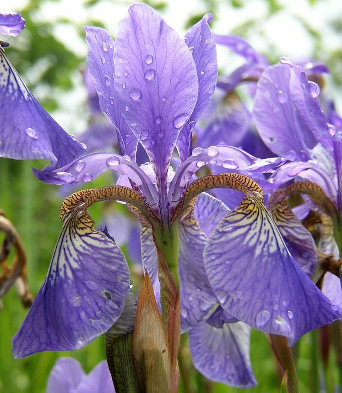 Iris sibirica