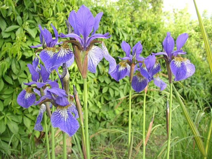 Iris sibirica