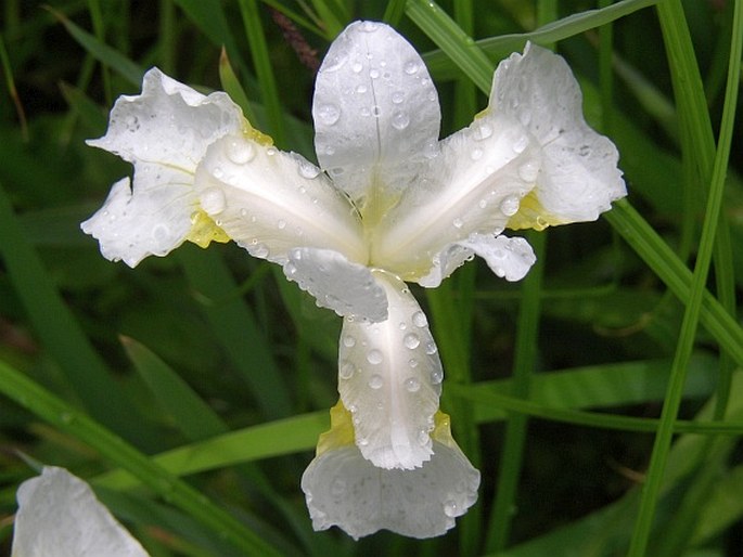 Iris sibirica