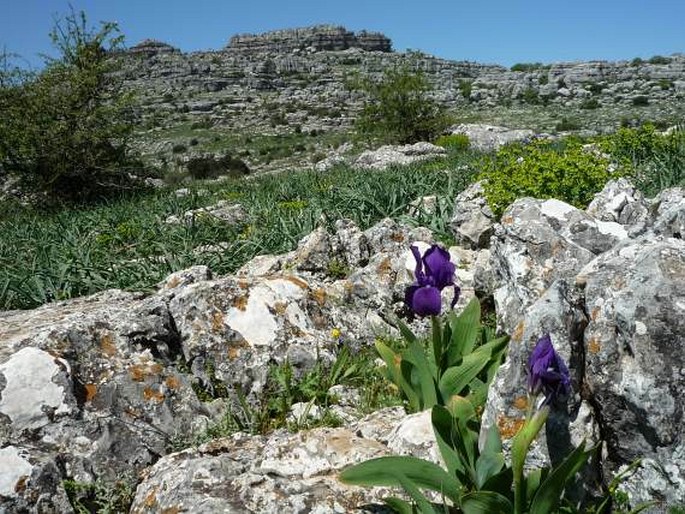 Iris lutescens subsp. subbiflora