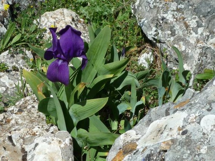 Iris lutescens subsp. subbiflora