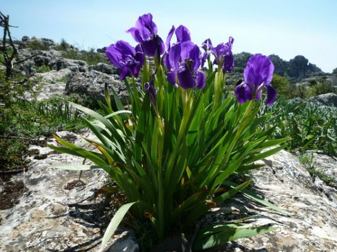 Iris lutescens subsp. subbiflora