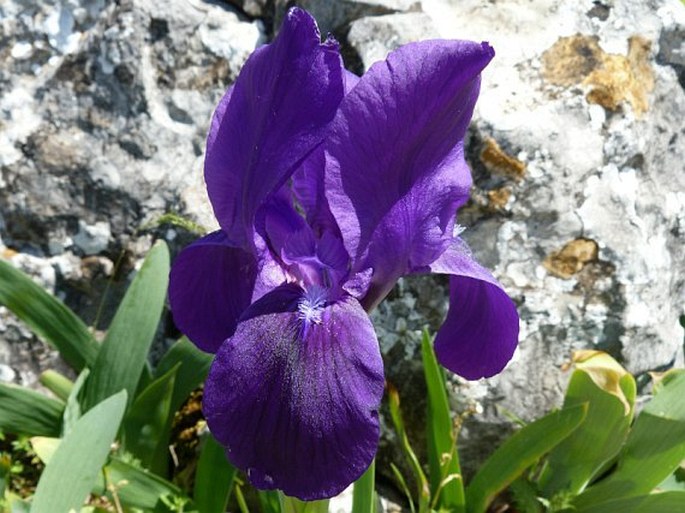 Iris lutescens subsp. subbiflora