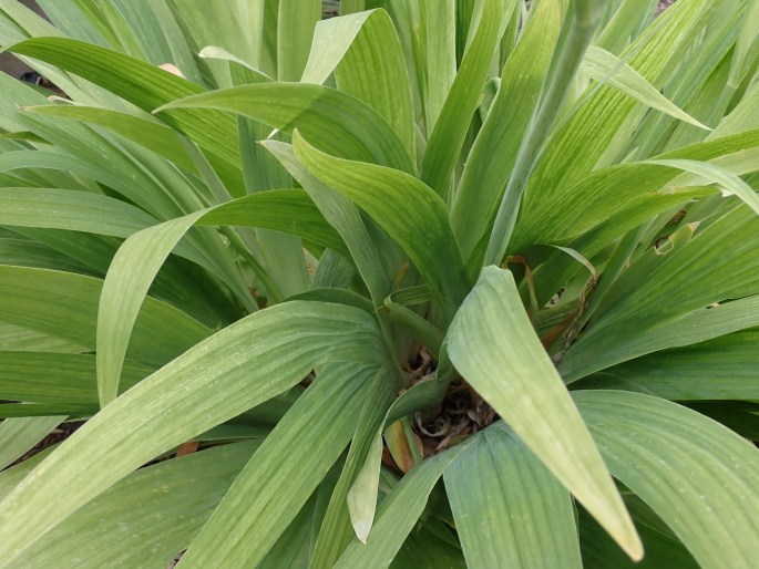 Iris tectorum