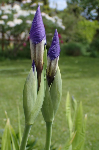 Iris tectorum