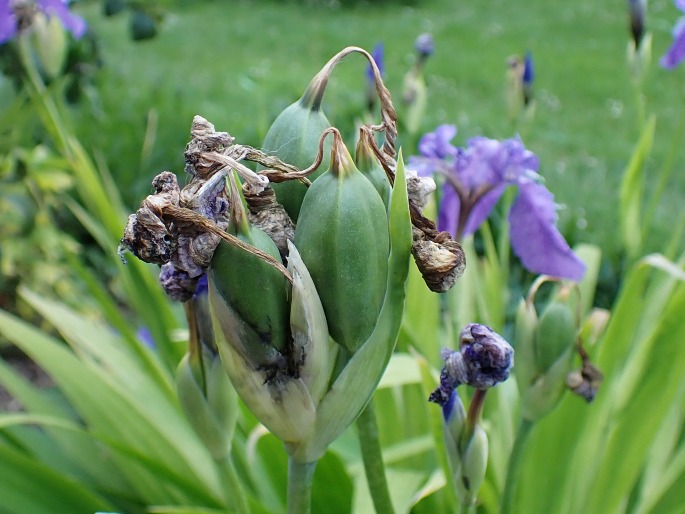 Iris tectorum