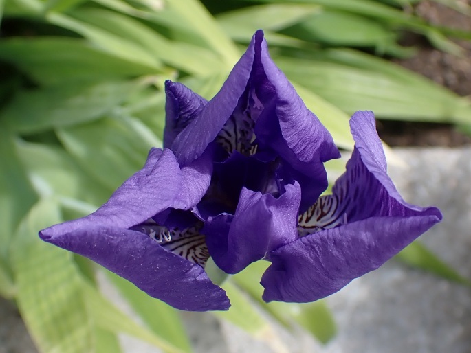 Iris tectorum