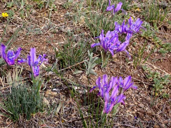 Iris tigridia