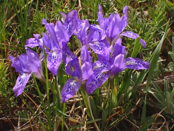 Iris tigridia