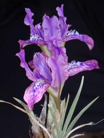 Iris tigridia