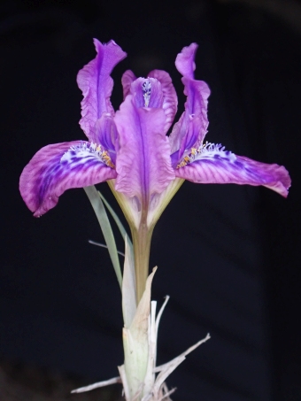 Iris tigridia