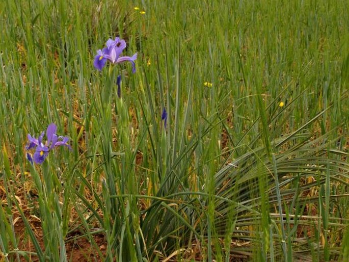 Iris tingitana