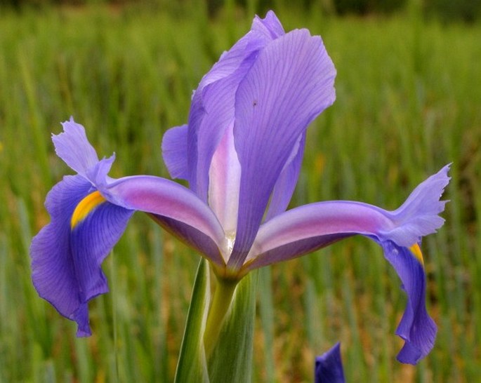 Iris tingitana