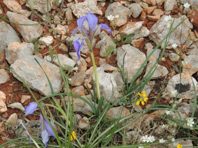 Iris unguicularis