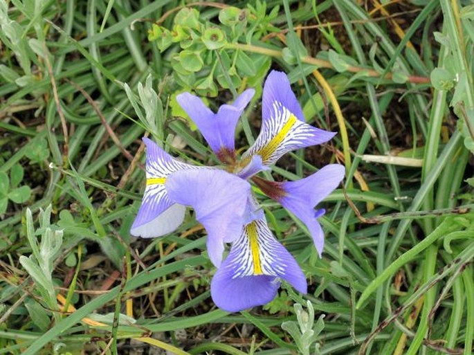 Iris unguicularis