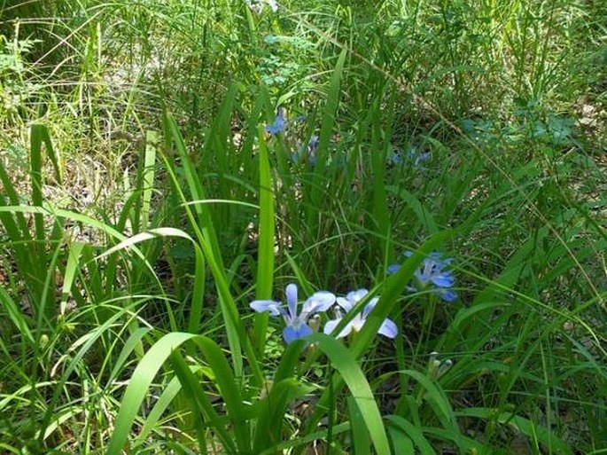 Iris virginica