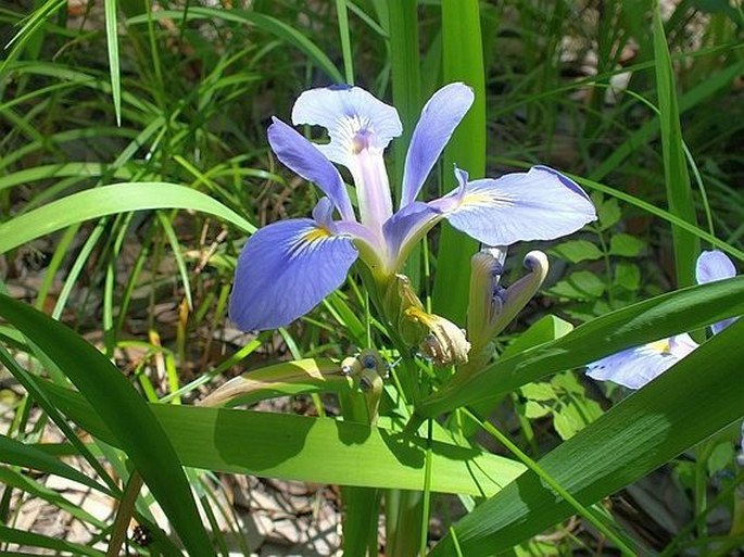 Iris virginica