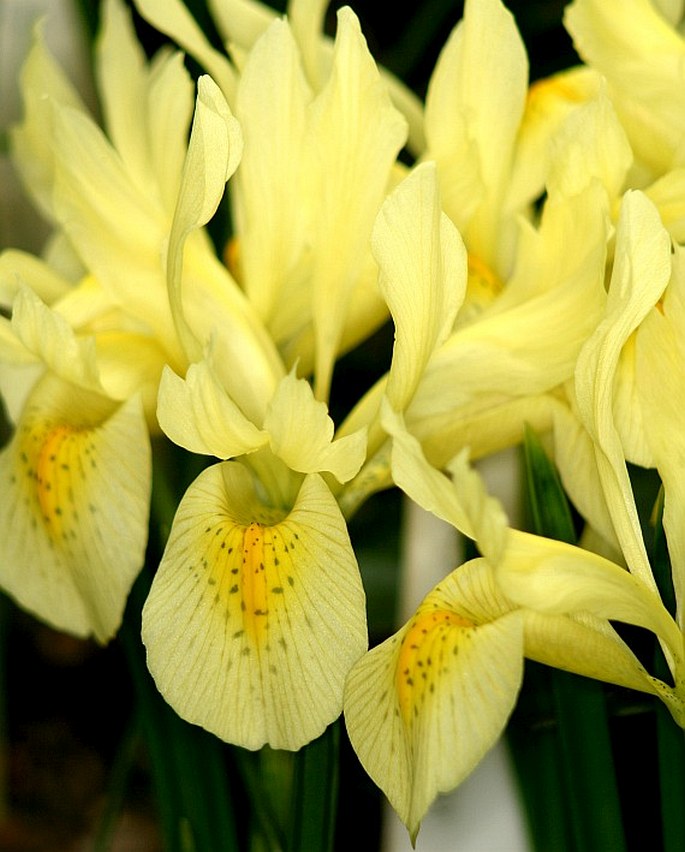 Iris winogradowii