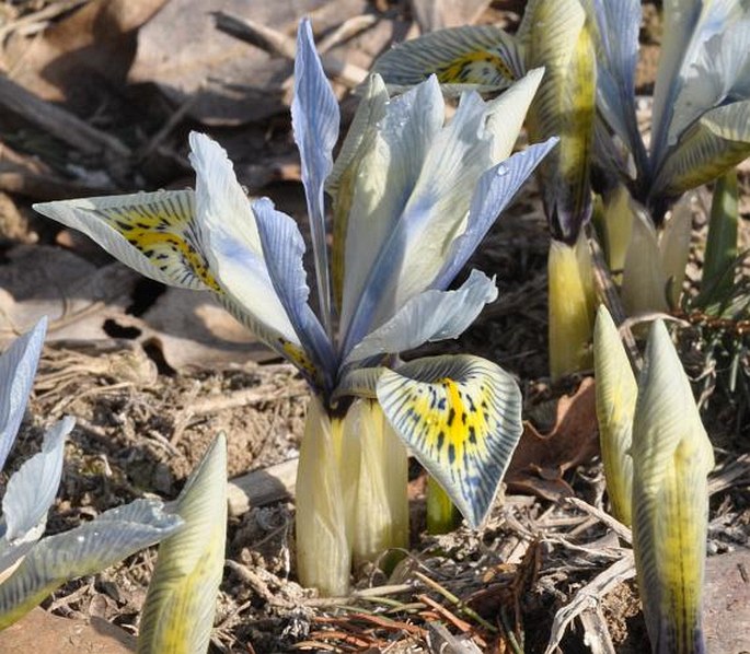 Iris ʻKatharine Hodgkinʼ