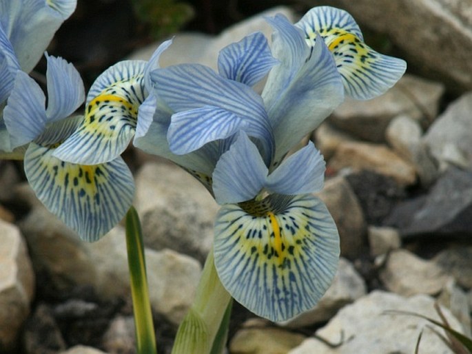 Iris ʻKatharine Hodgkinʼ