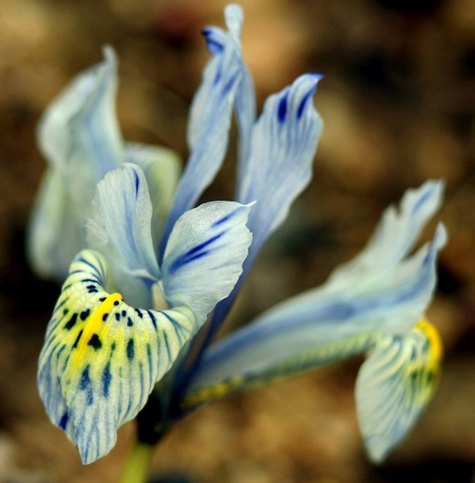 Iris ʻKatharine Hodgkinʼ