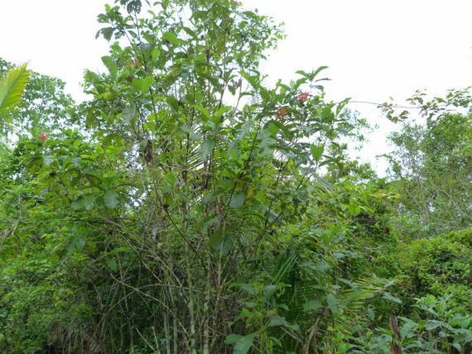 Isertia hypoleuca