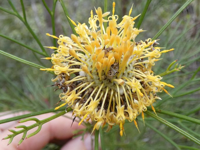 Isopogon anethifolius